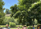 IMG_8507.jpg